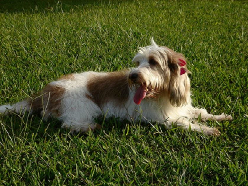 Pequeno Basset Grifo da Vendéia