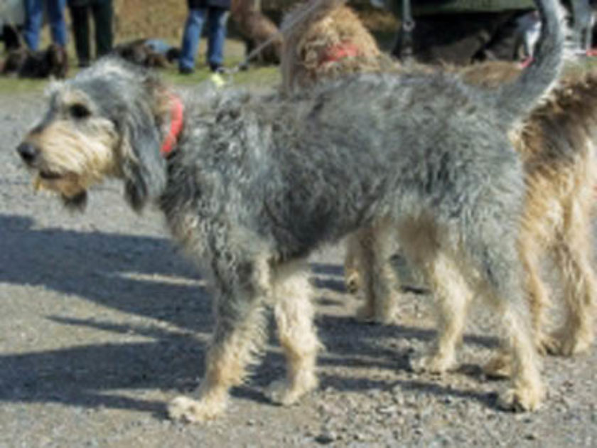 Grifo de Pelo Lanoso