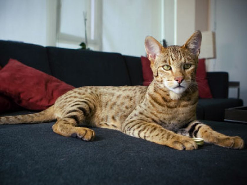 Bengal