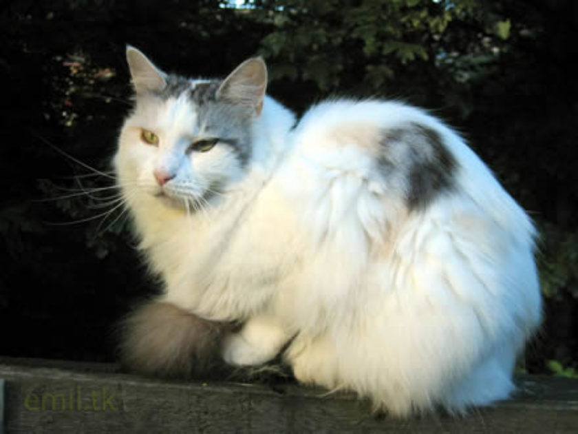 Maine Coon