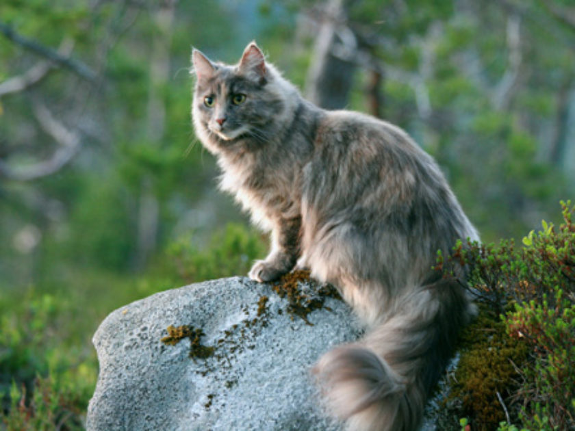 Gato Bosque da Noruega