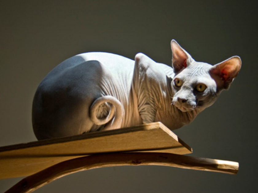 Sphynx