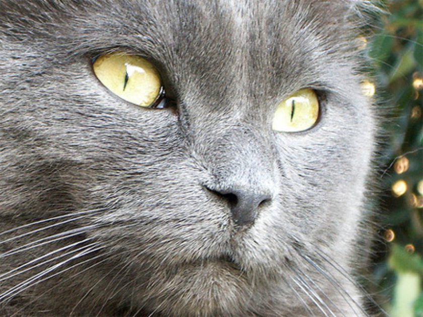 Chartreux