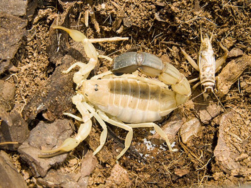 Escorpião Amarelo