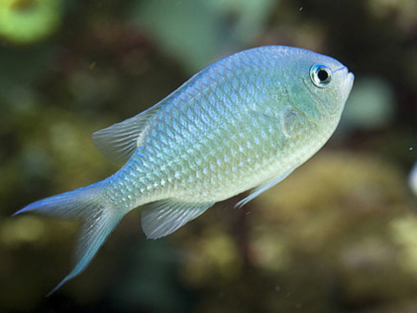 Green Chromis