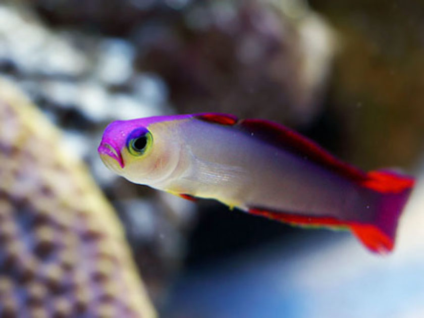 Purple Firefish