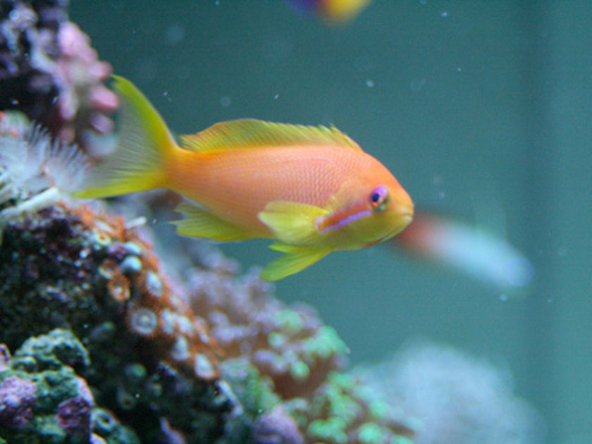 Anthias-Dourado