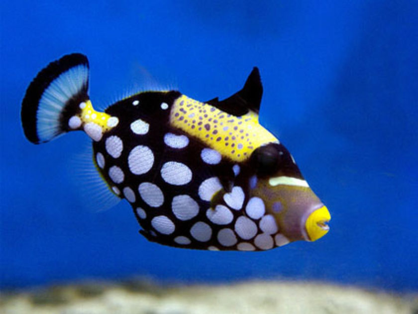 Clown Triggerfish