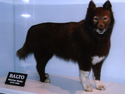 Balto - Cão famoso