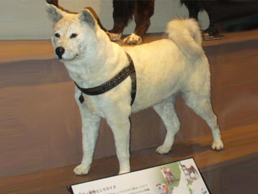 Hachiko