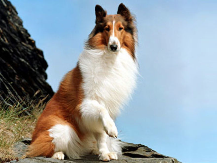 Lassie