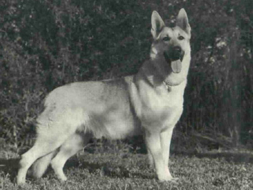 Rin Tin Tin