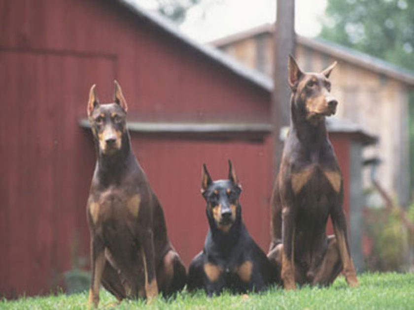 Gangue dos Dobermans