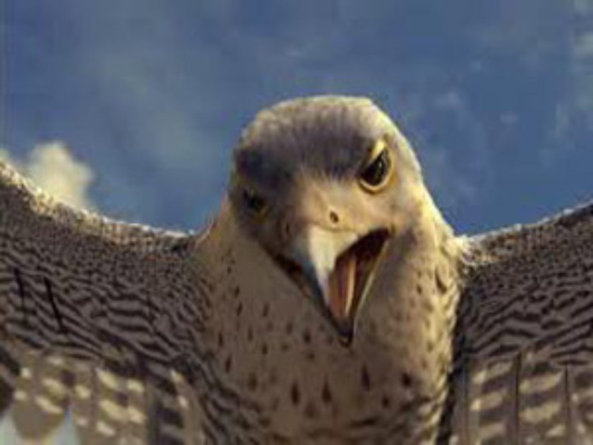 Falcão