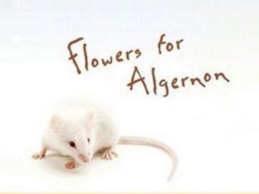 Algernon 