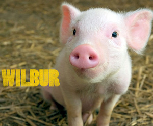Wilbur - Pet famoso