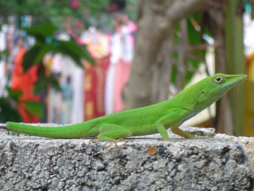 Anolis Verde