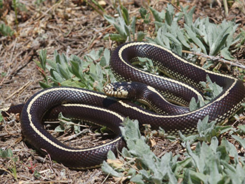 Cobra Real Mexicana Negra