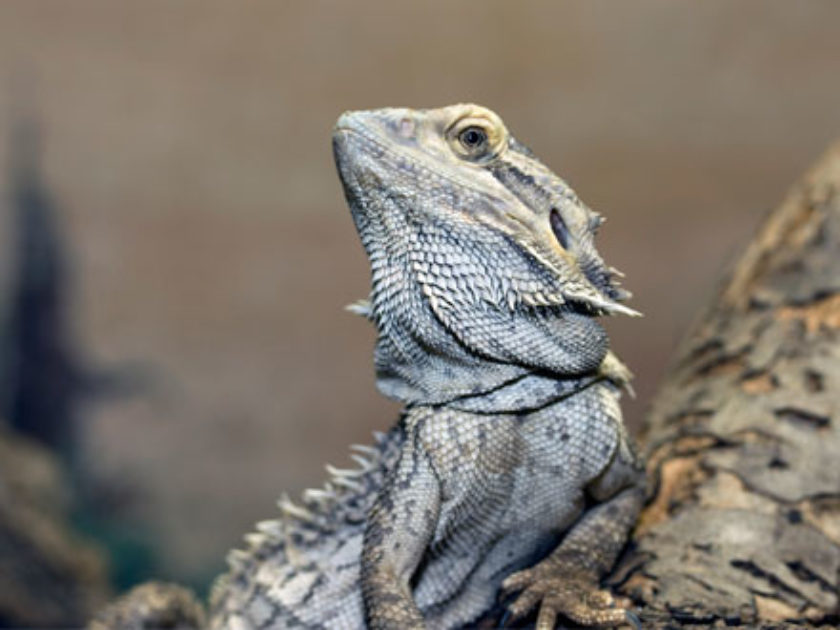 Dragão Barbudo