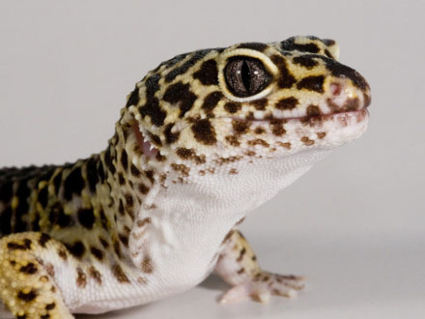 Gecko Leopardo