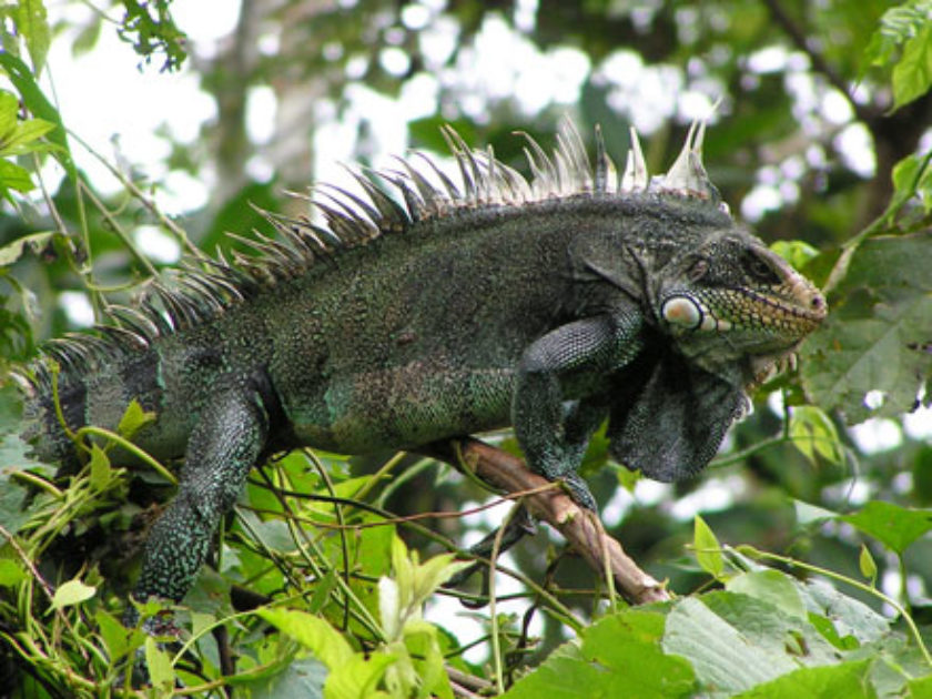 Iguana Verde