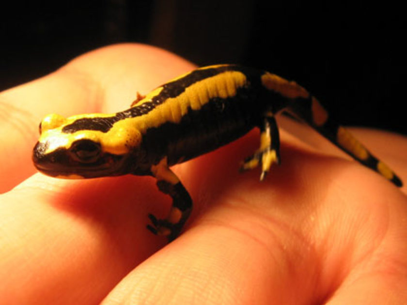 Salamandra-de-fogo