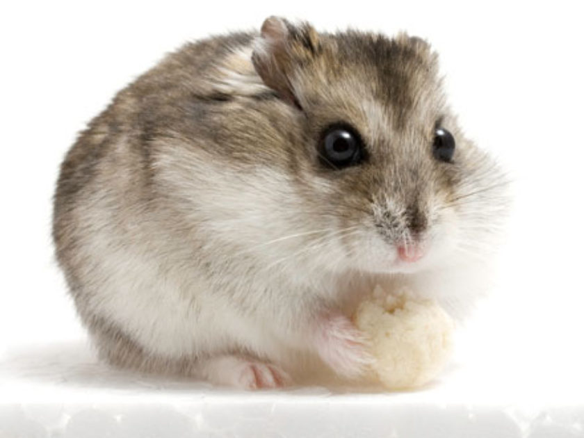 Hamster