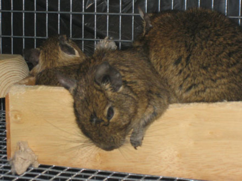 Degu